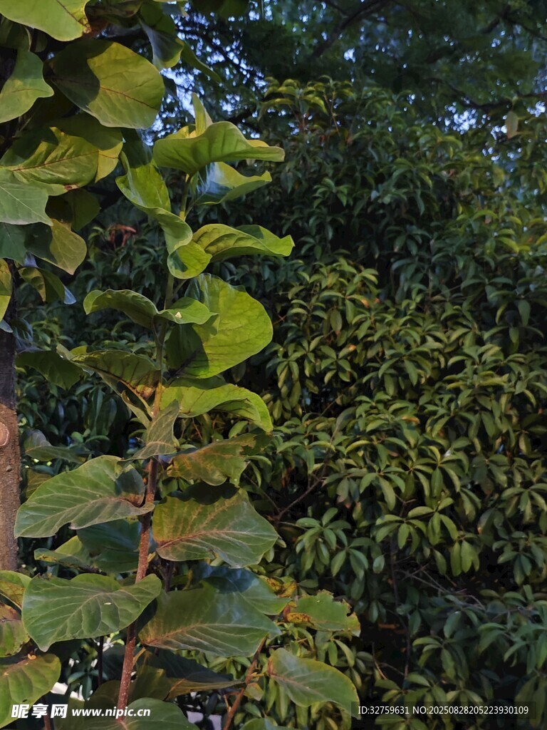 绿叶繁茂的植物景观