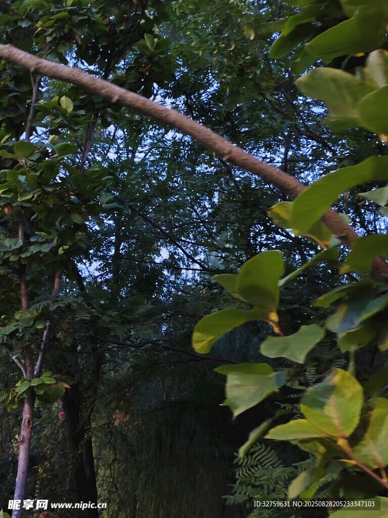 繁茂树林中的枝叶景象