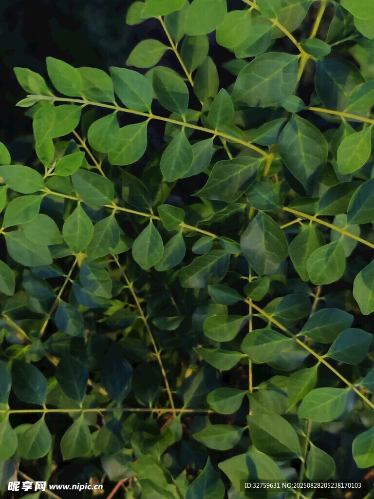 翠绿繁茂的植物枝叶