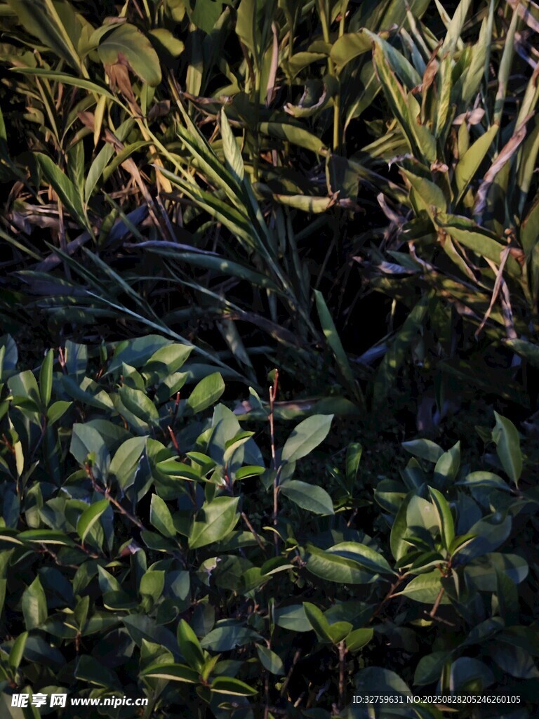 繁茂绿植展现自然生机