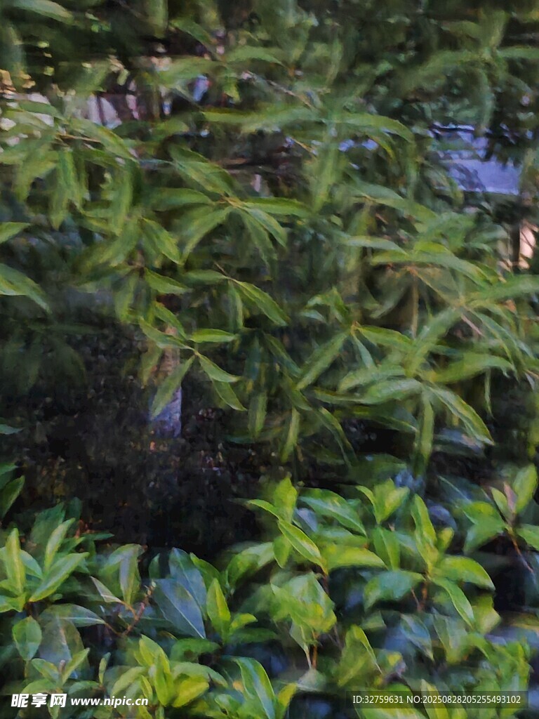 茂密绿植景观