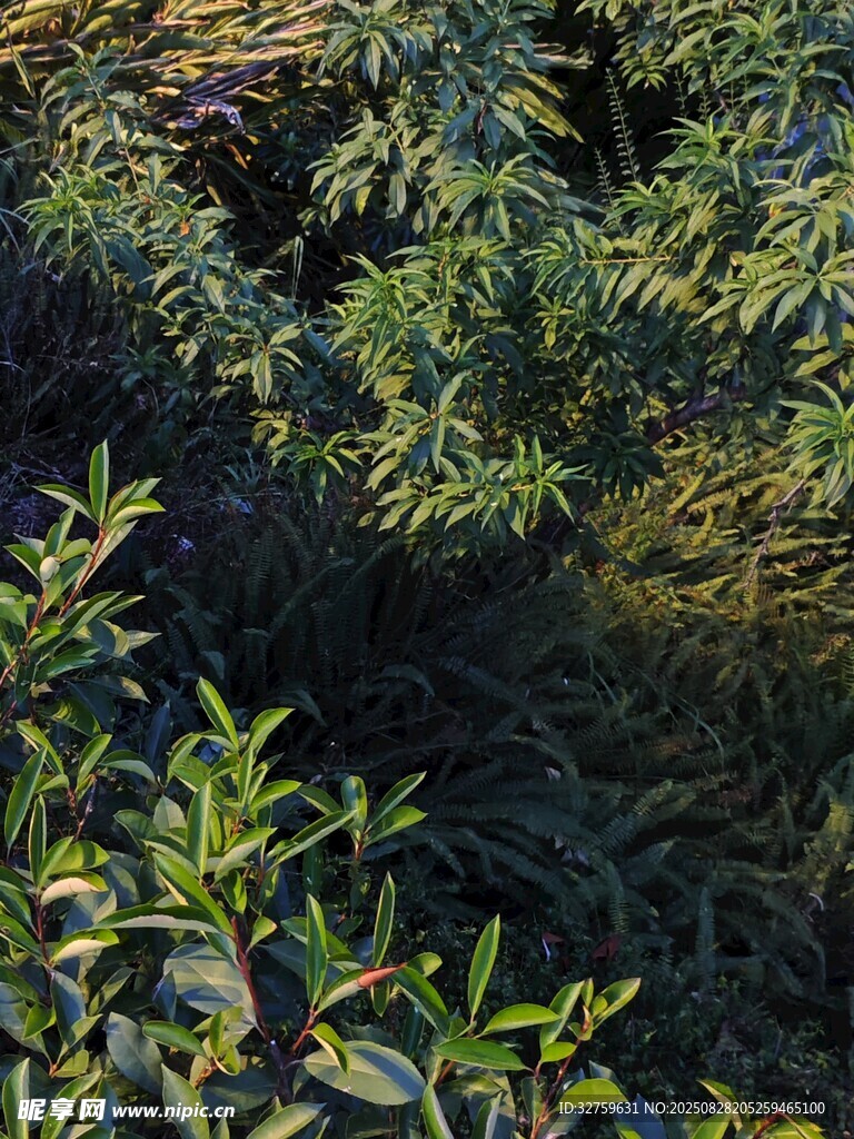 茂密绿植景观