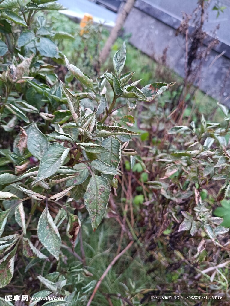 绿叶植物特写