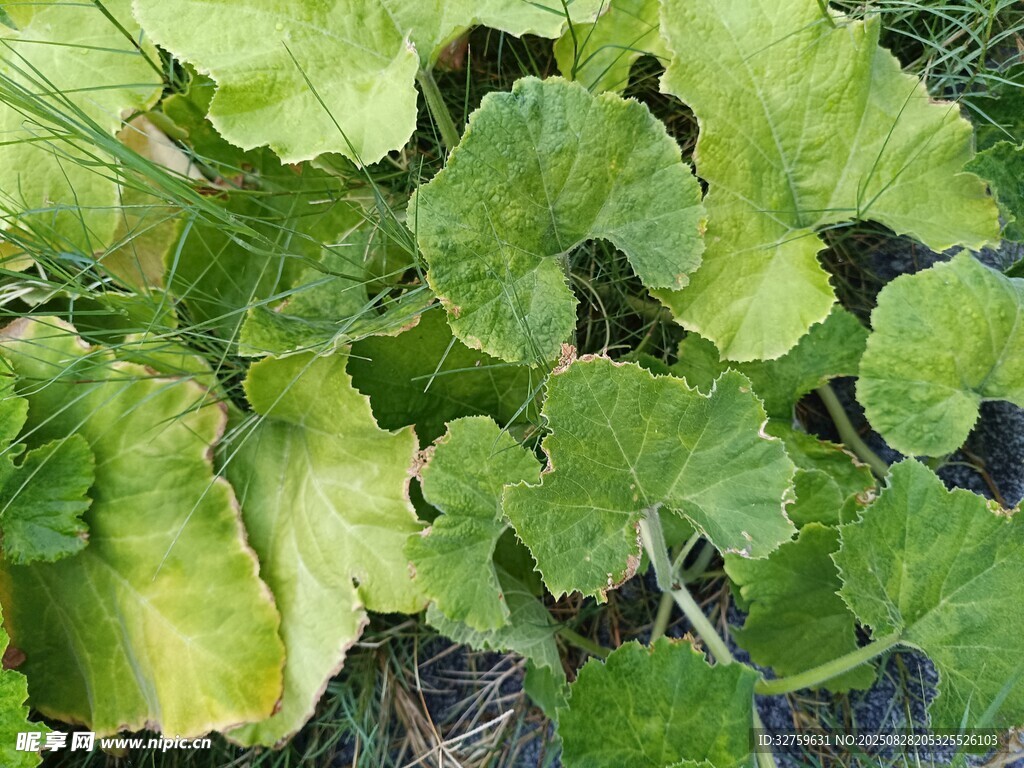 翠绿南瓜叶生机盎然