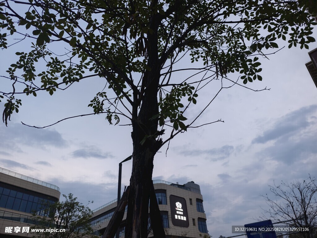 城市中挺拔的大树