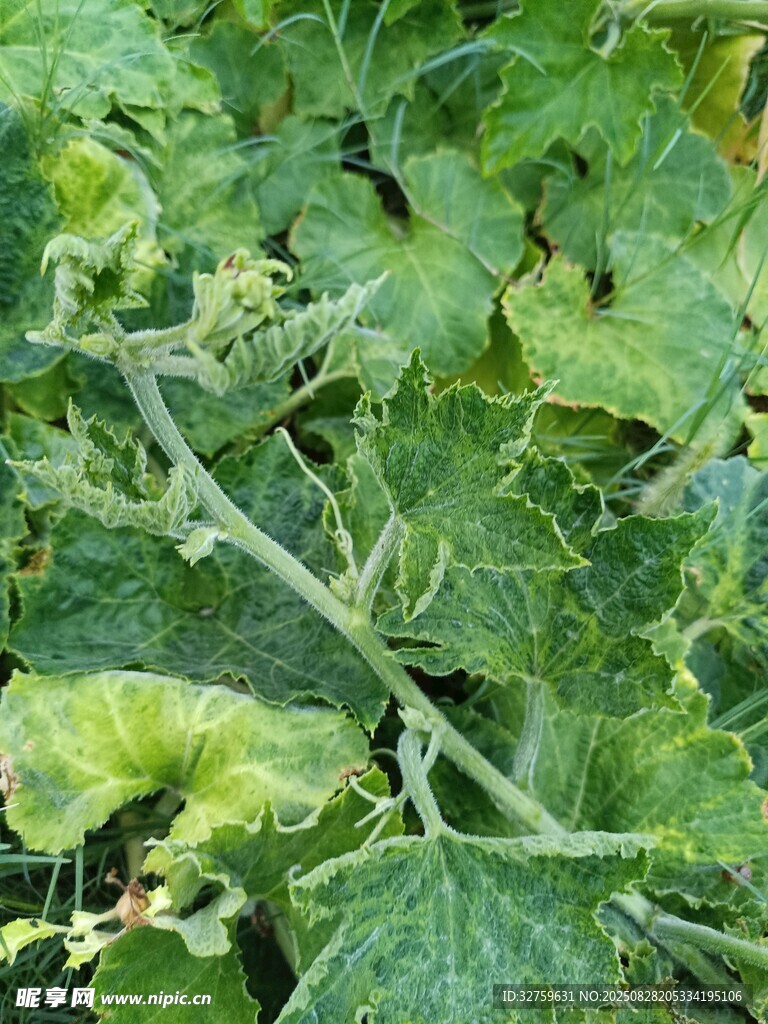 翠绿繁茂的藤蔓植物