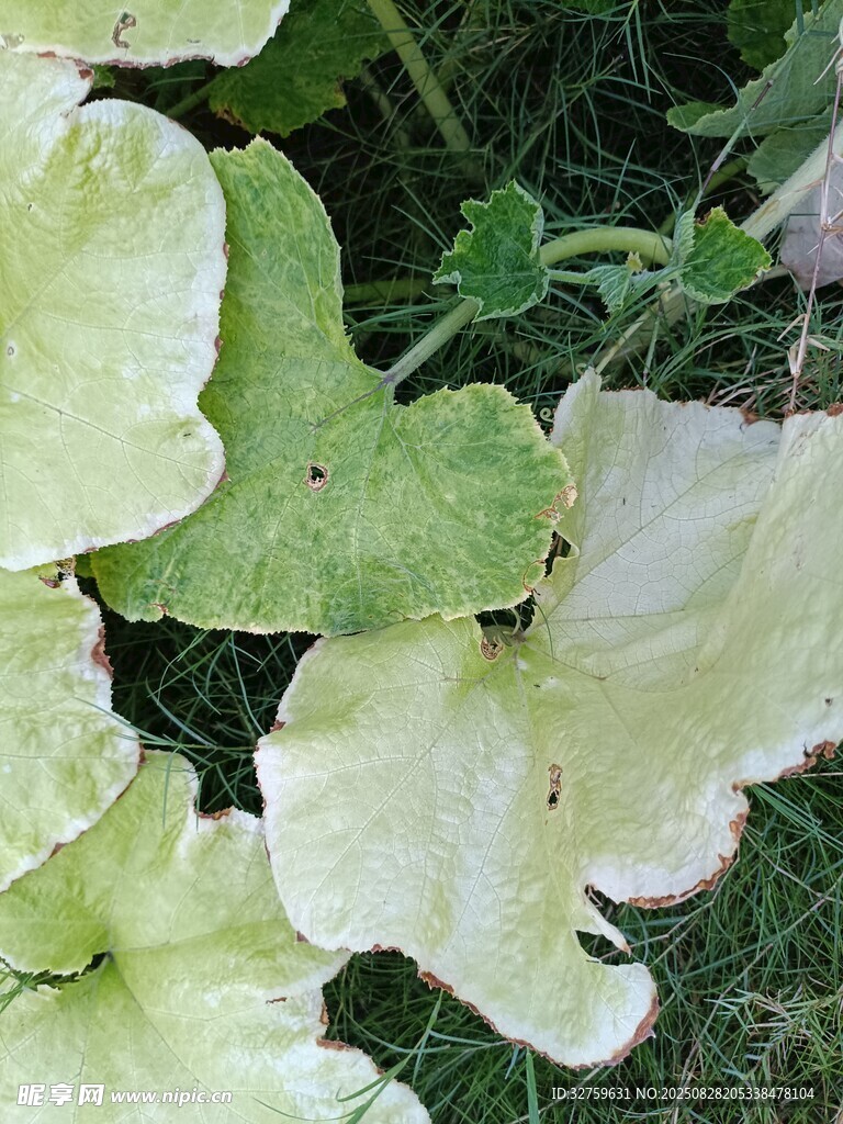 黄绿相间的植物叶片
