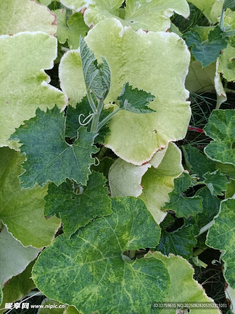 斑叶植物特写