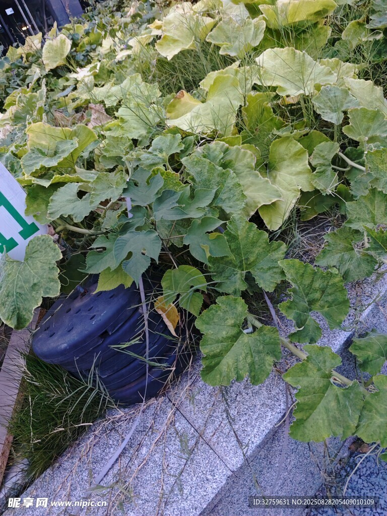 墙边生长的翠绿植物
