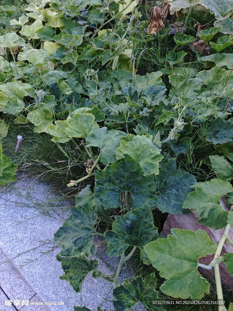 地面上的繁茂绿植