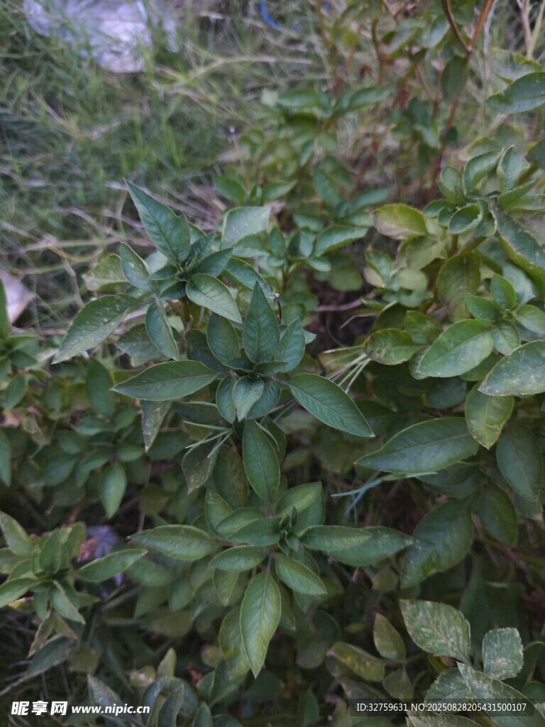繁茂绿植景观