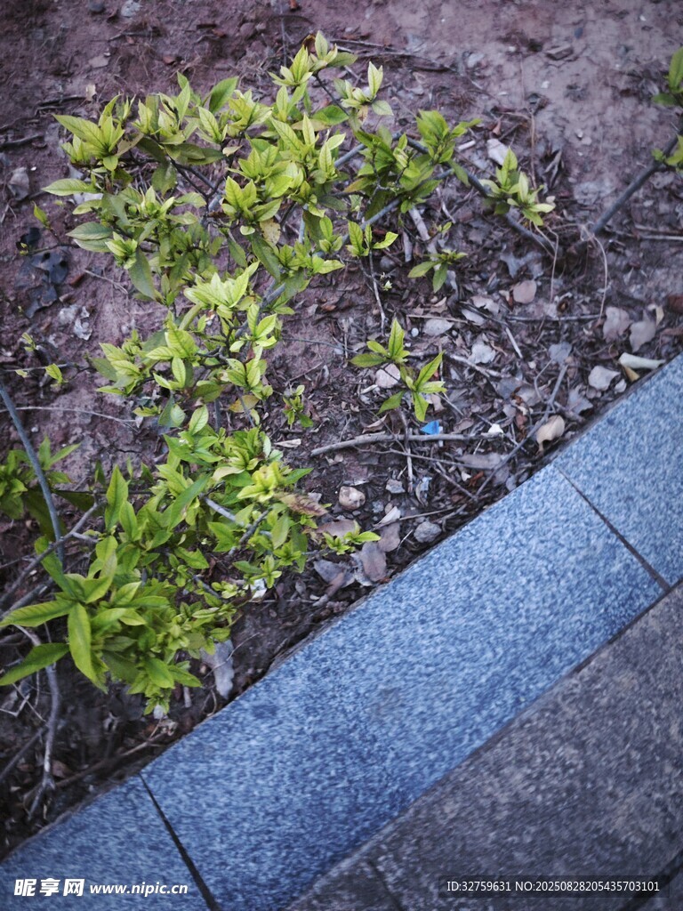 路边嫩绿植物生机盎然