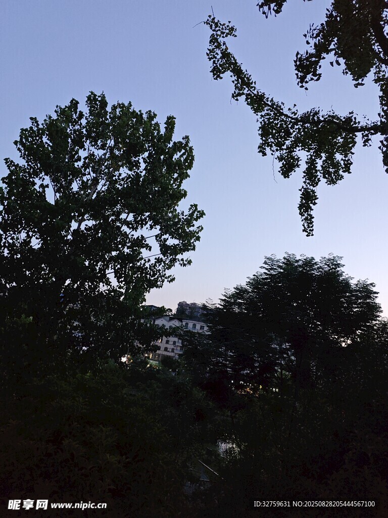 户外绿树蓝天景致