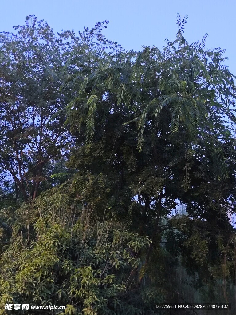 繁茂绿树