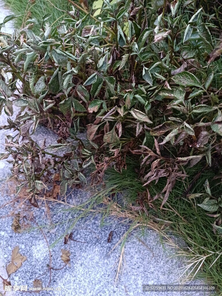 枯萎植物与地面景象