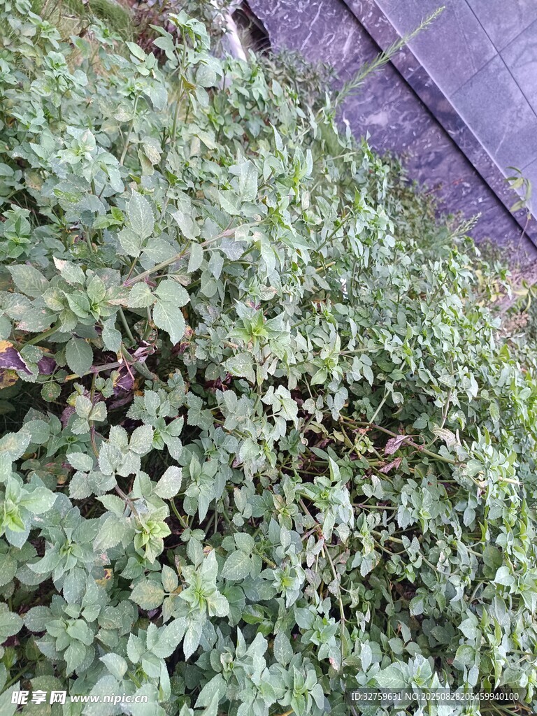 翠绿繁茂的低矮植物丛