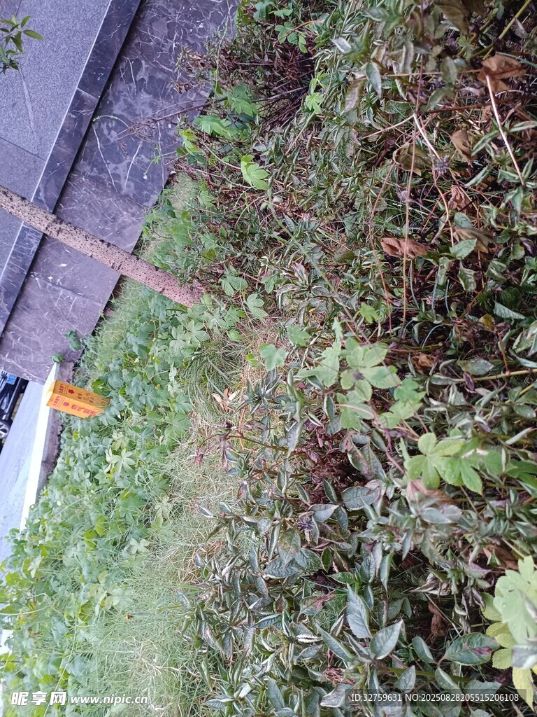 户外绿植景观