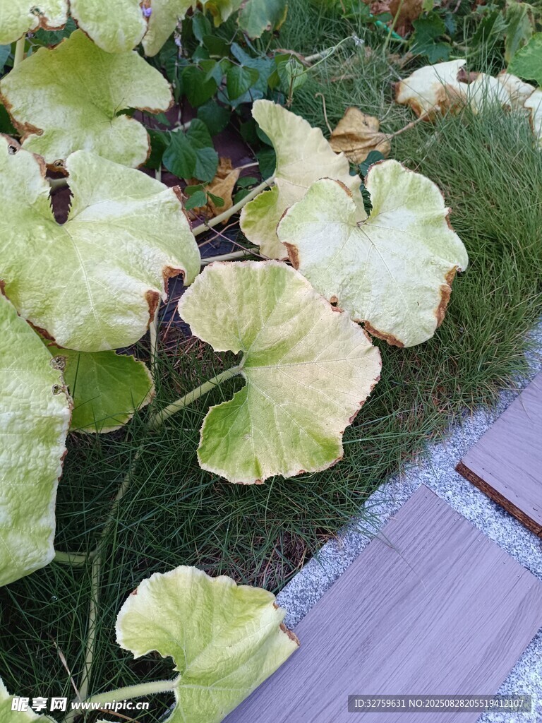 翠绿瓜叶生机盎然