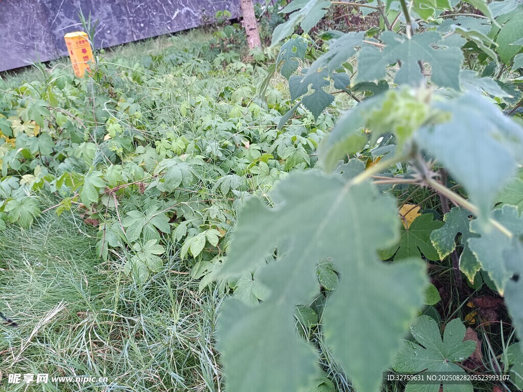 绿意盎然的植物生长场景