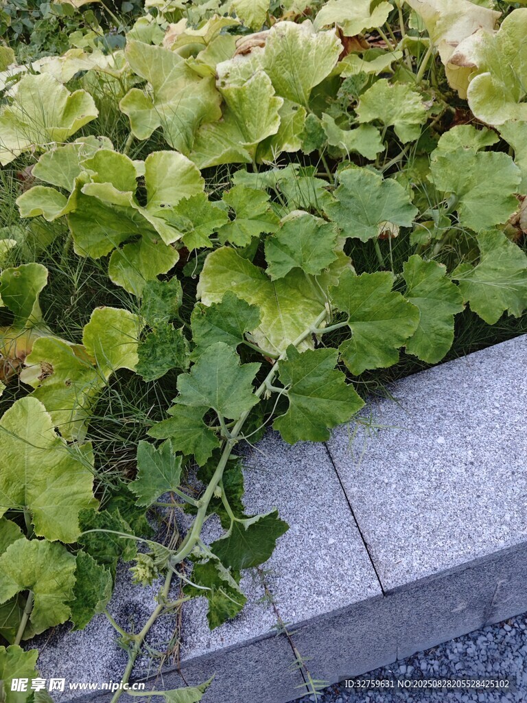 路边翠绿的蔓生植物