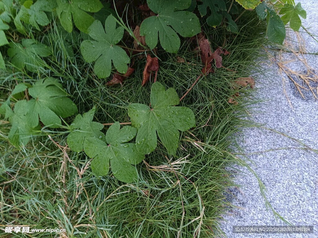 路边的绿色植物与杂草