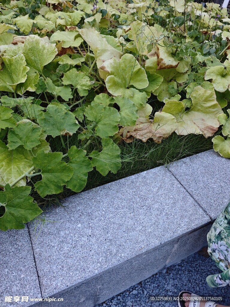 路边翠绿植物景观