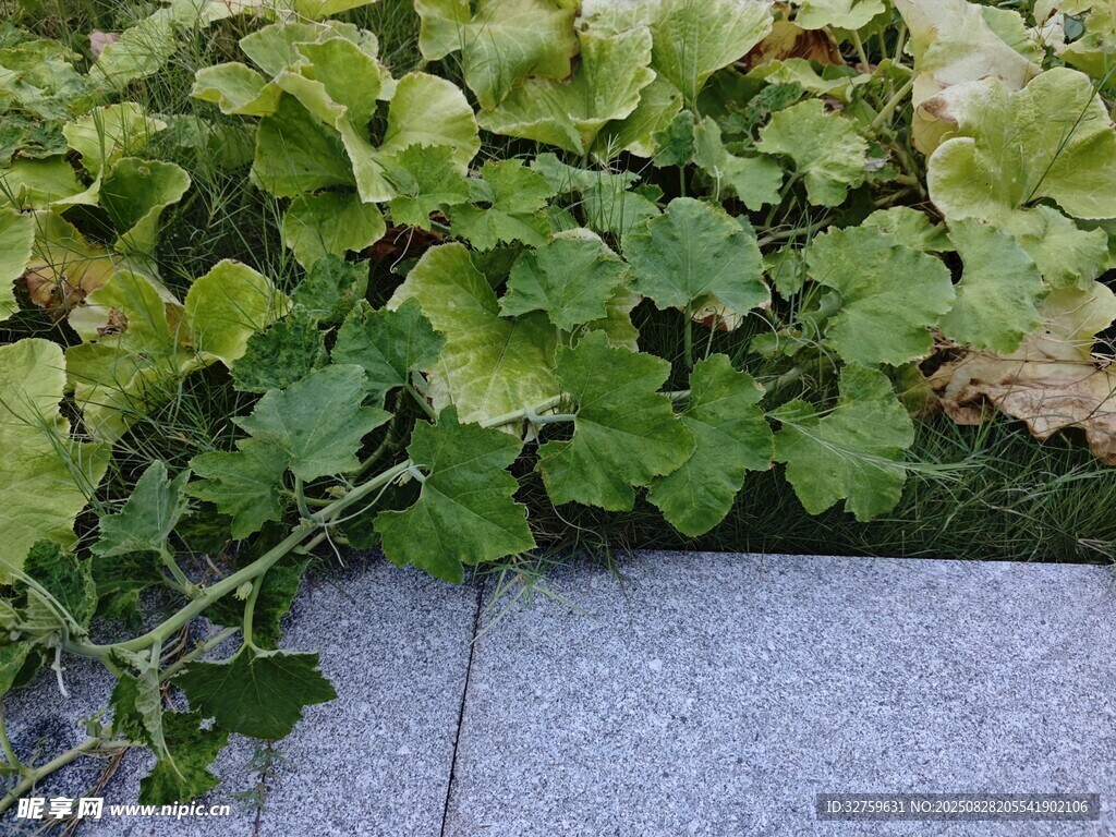 墙边翠绿植物生机盎然