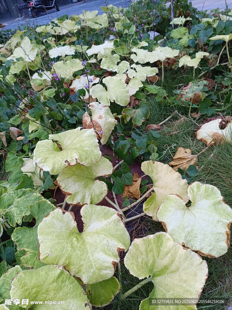 黄绿叶片的植物景观