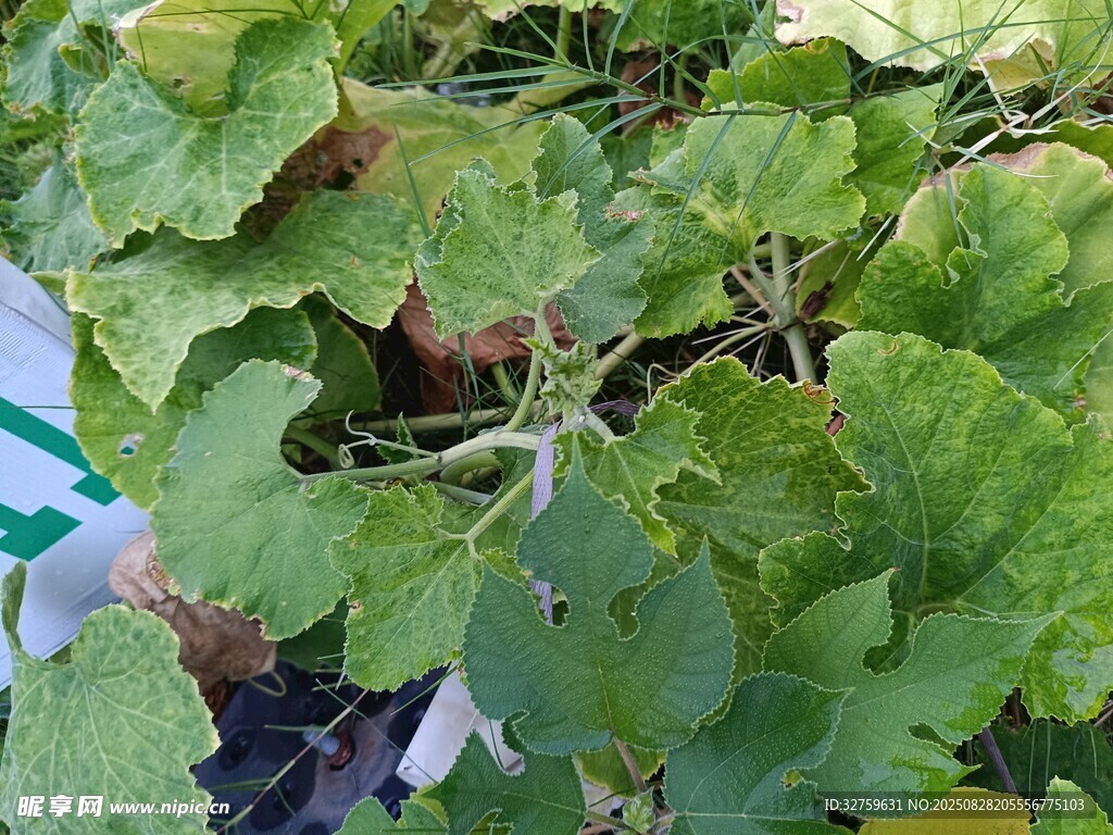 绿叶丛中的植物景象