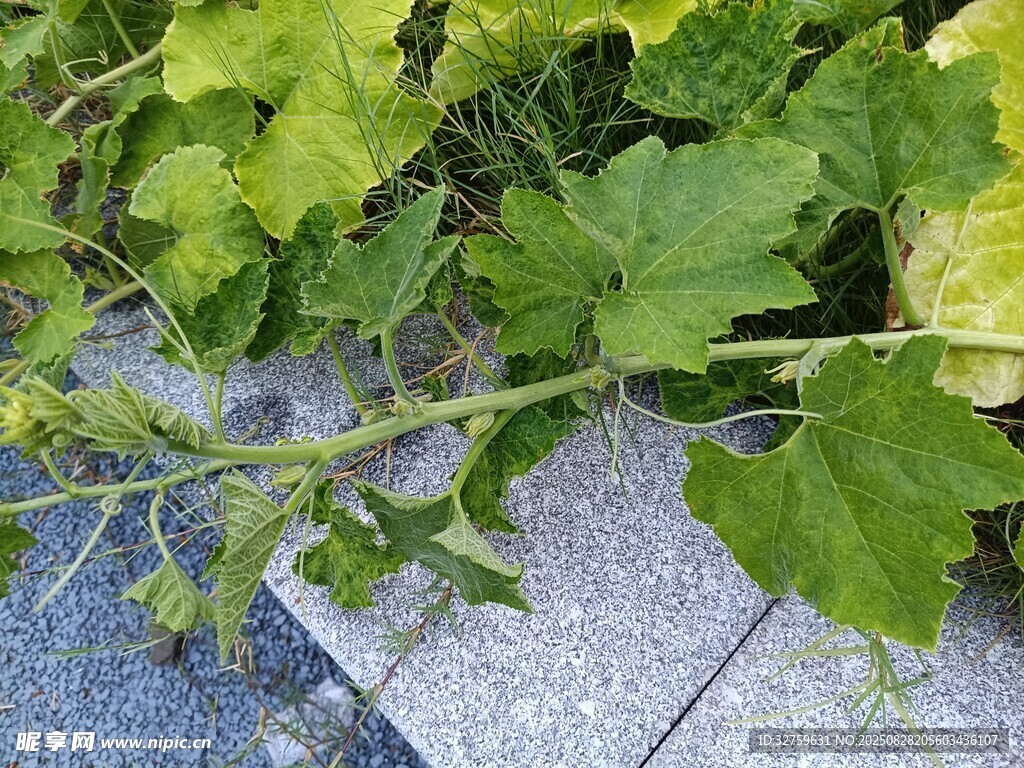 藤蔓植物攀爬于灰色地面