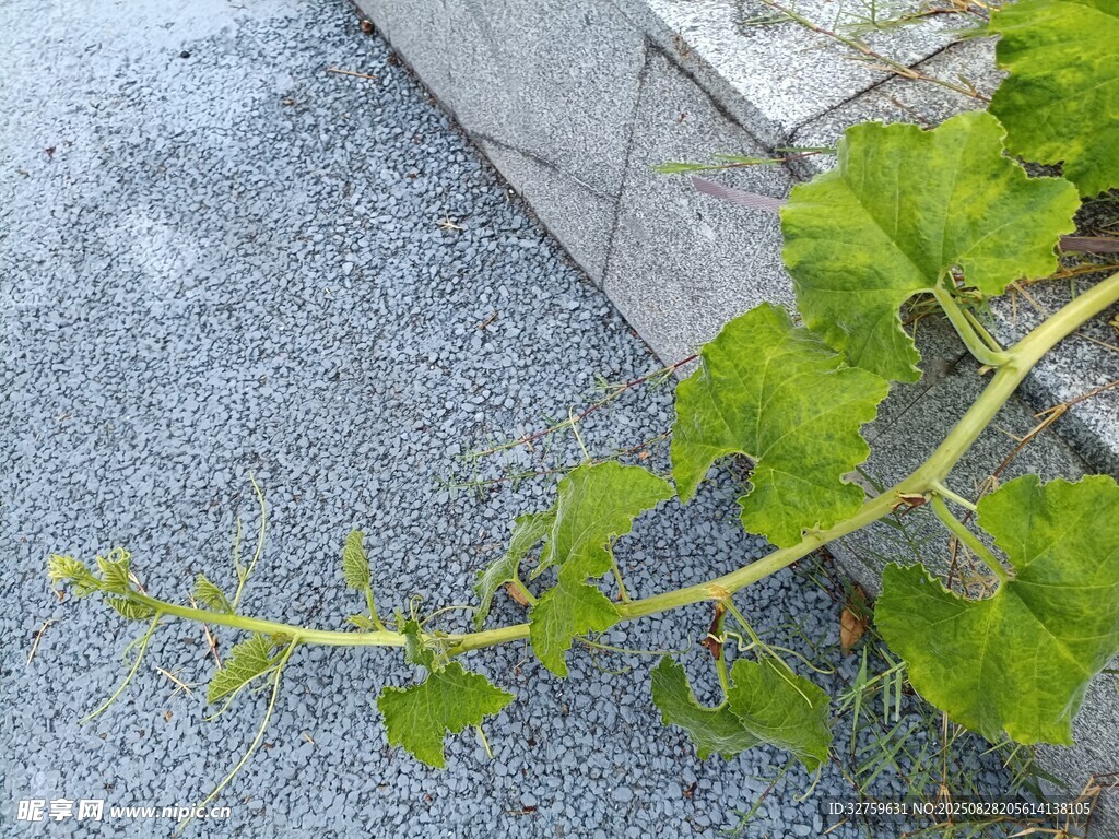 墙边生长的嫩绿藤蔓