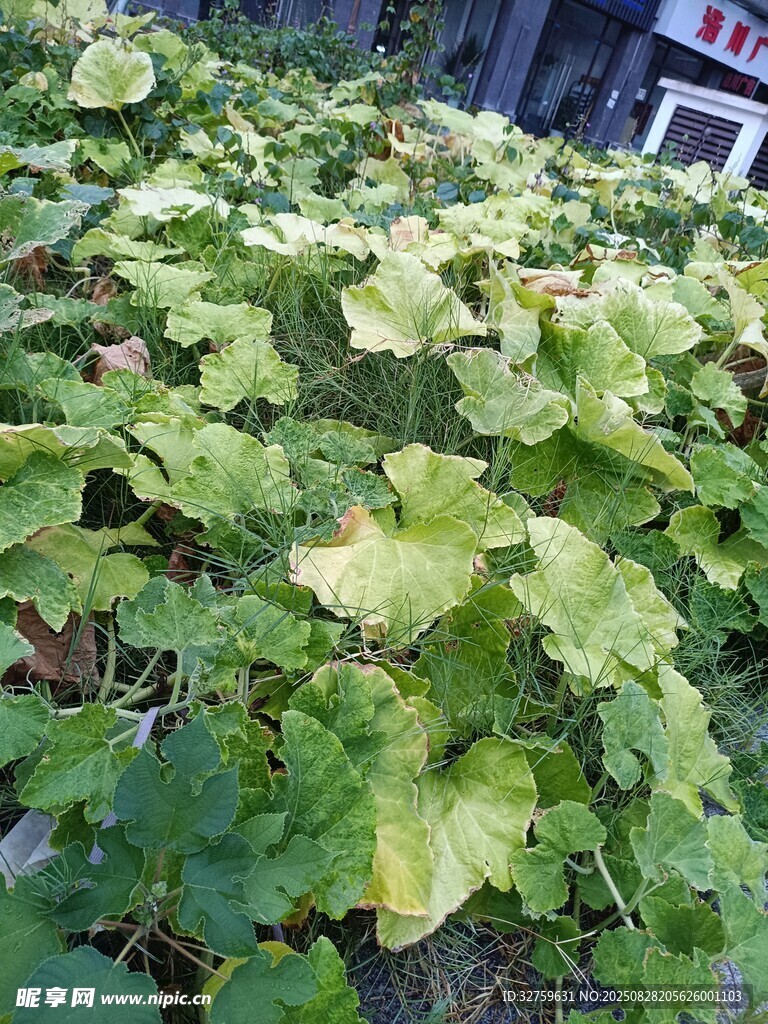 绿叶植物特写