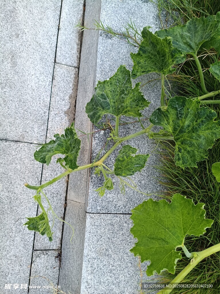 路边生长的翠绿瓜藤植物