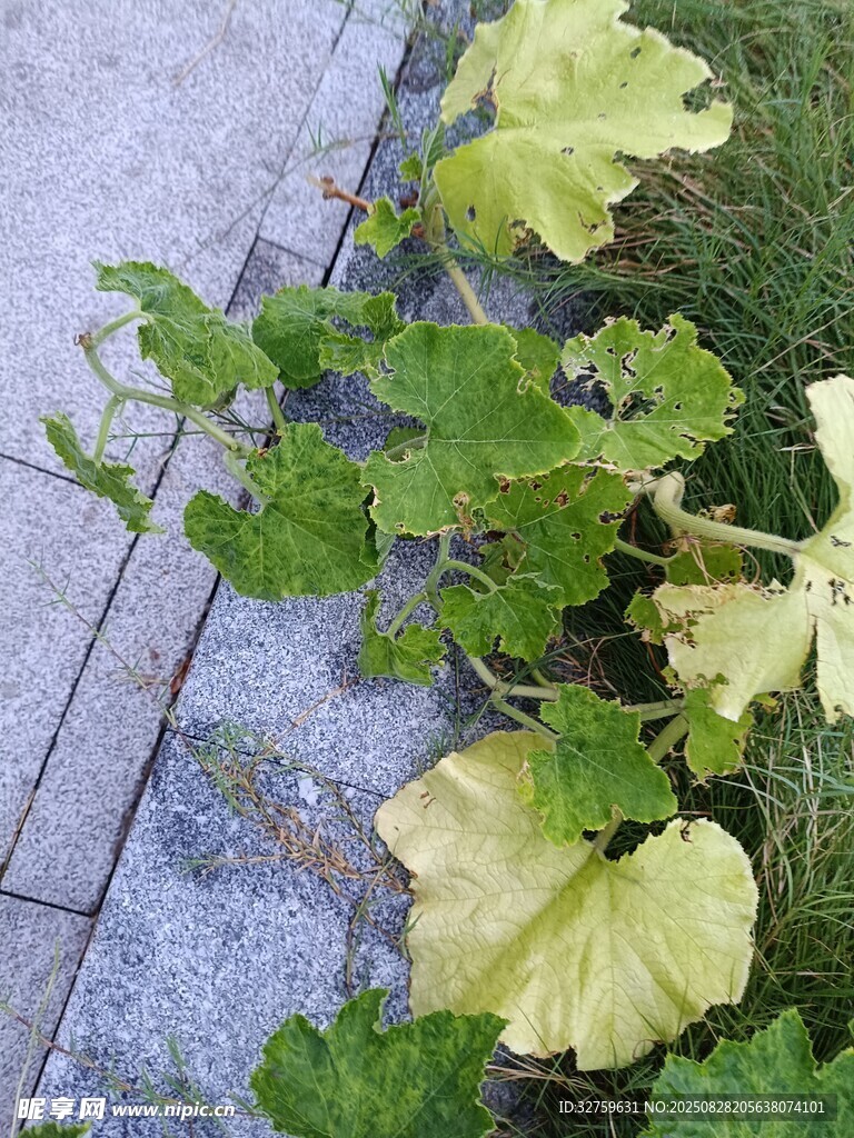 路边黄绿相间的植物
