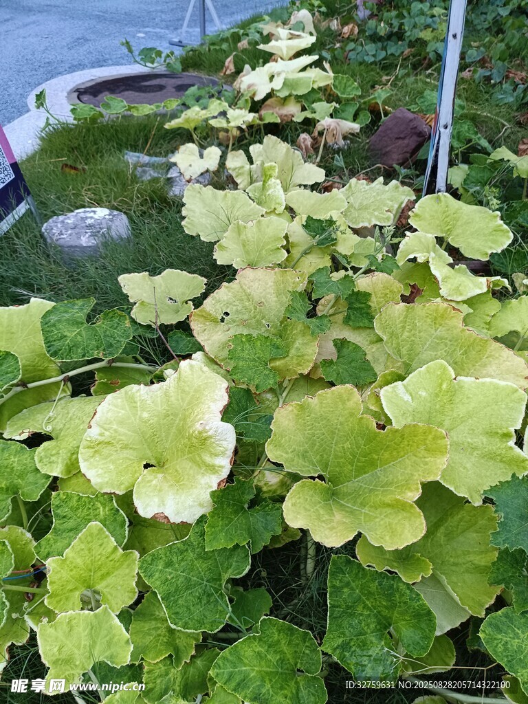 翠绿叶片的蓬勃植物