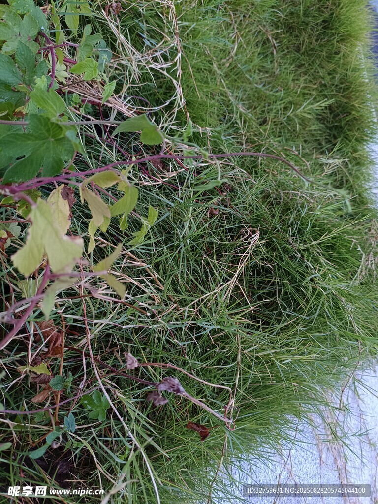地面上的枯萎植物与绿草