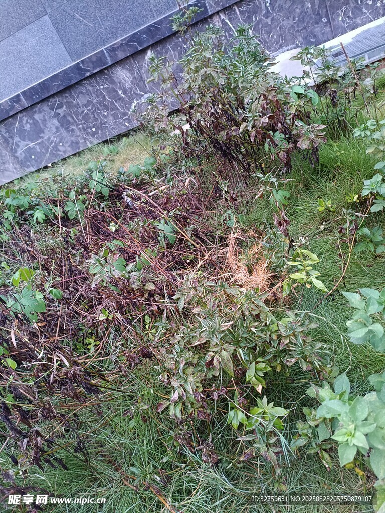屋顶绿植景观