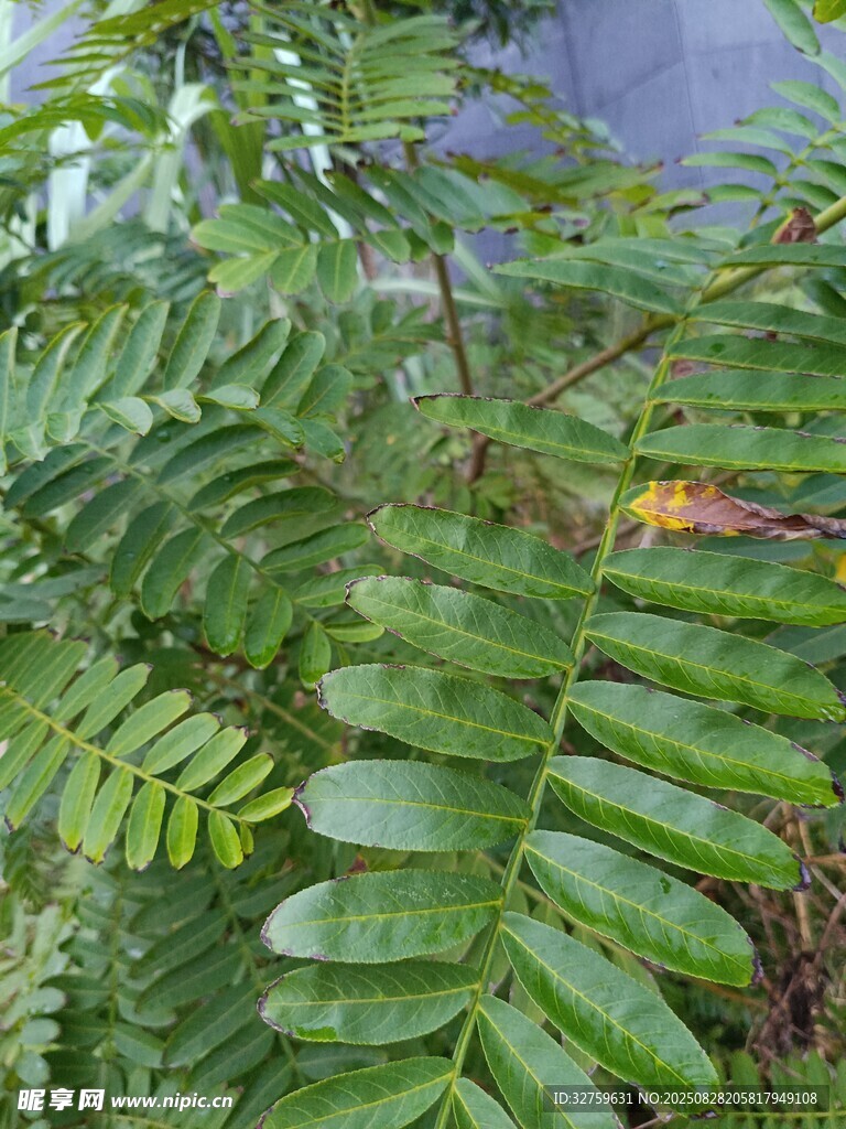 羽状复叶的绿色植物