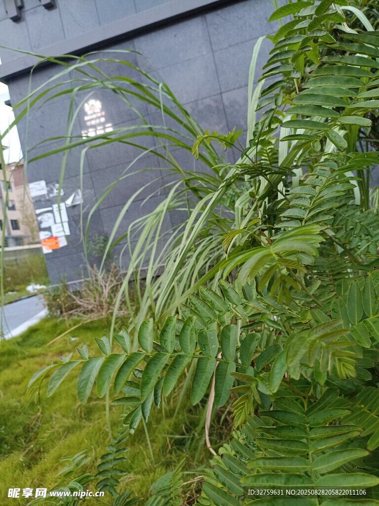 翠绿蕨类植物与苔藓景观