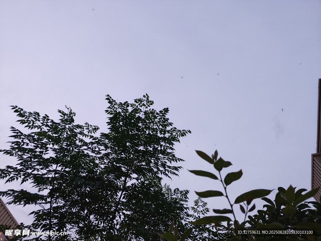 天空下的葱郁树木