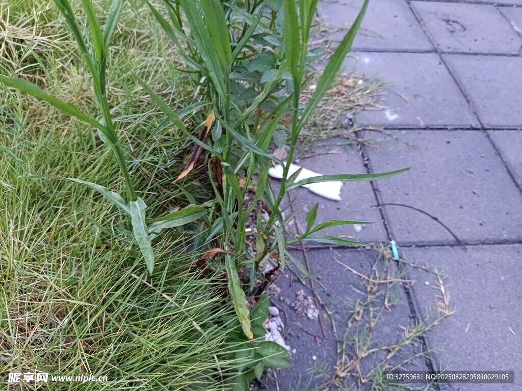 路边草丛中的垃圾