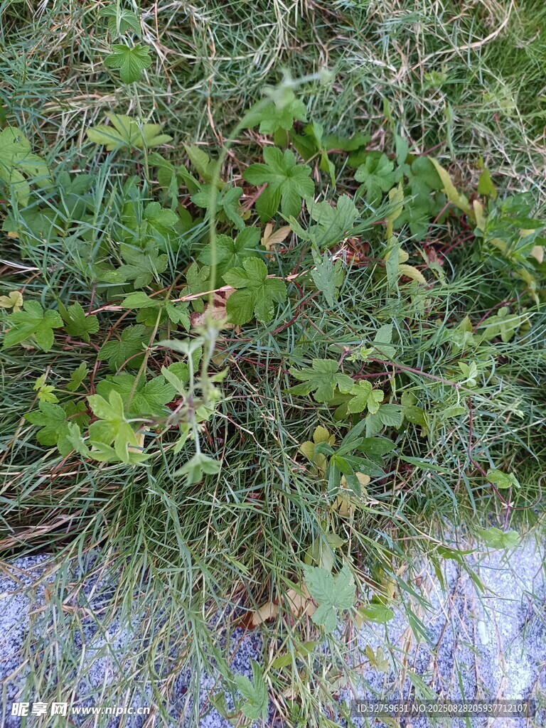 地面上的绿色植物景观