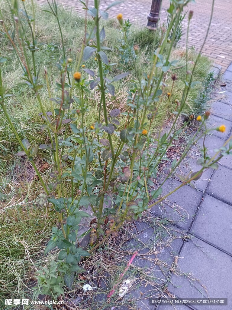 路边生长的杂乱野草