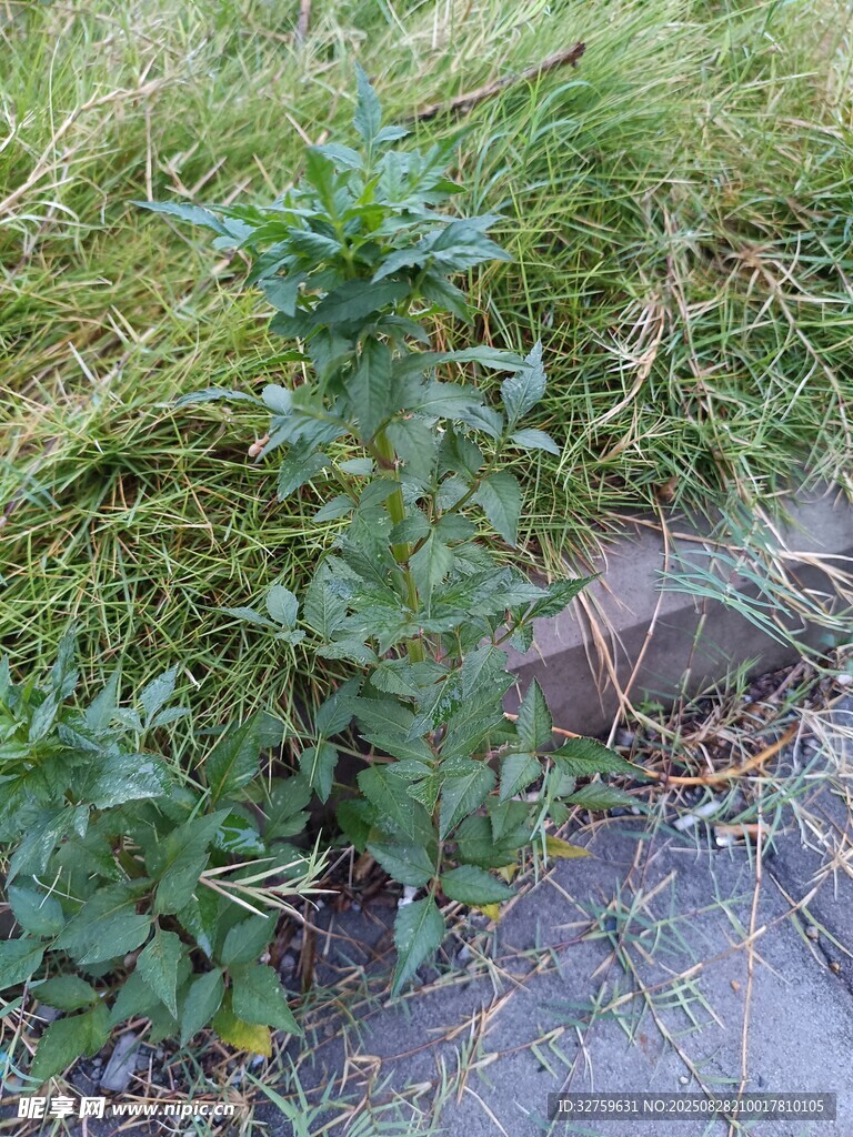 路边生长的绿色植物