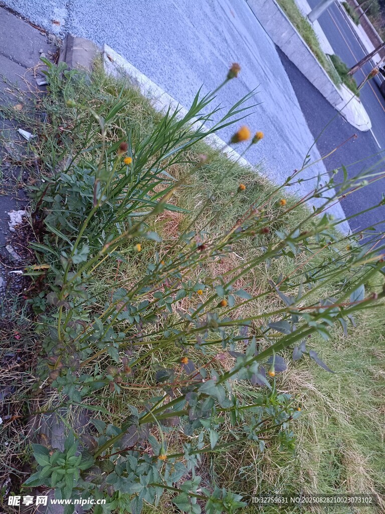路边生长的茂盛绿色植物