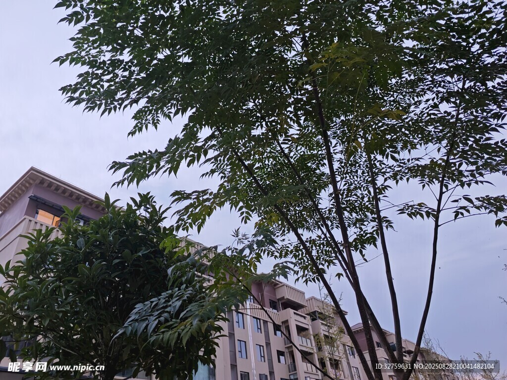绿树掩映下的高楼