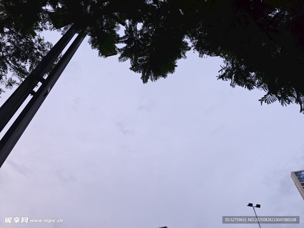 仰视视角下的树木与天空