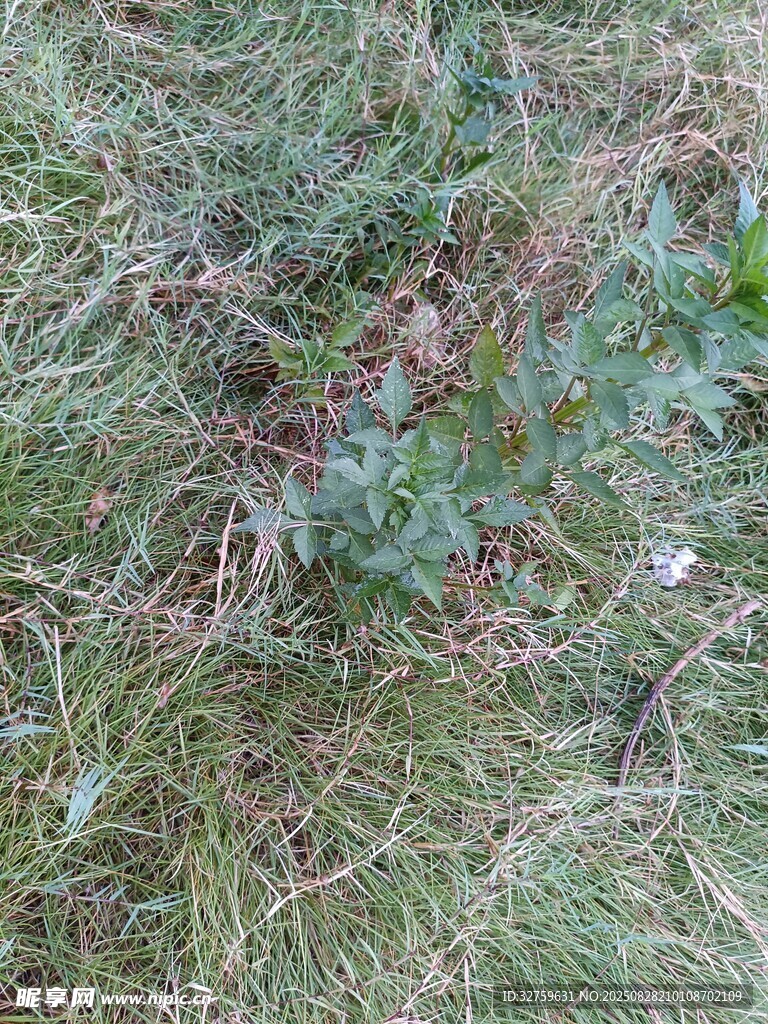 地面上的绿色植物与杂草