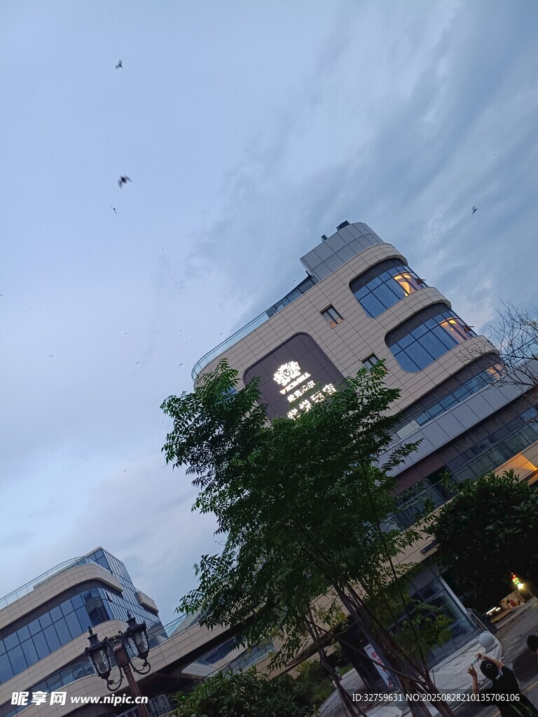 城市街景中的建筑与绿树