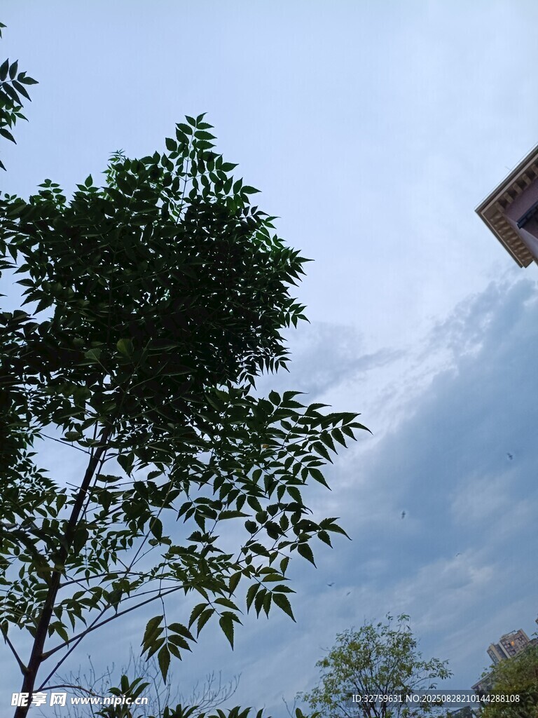 蓝天绿树间的清新景致